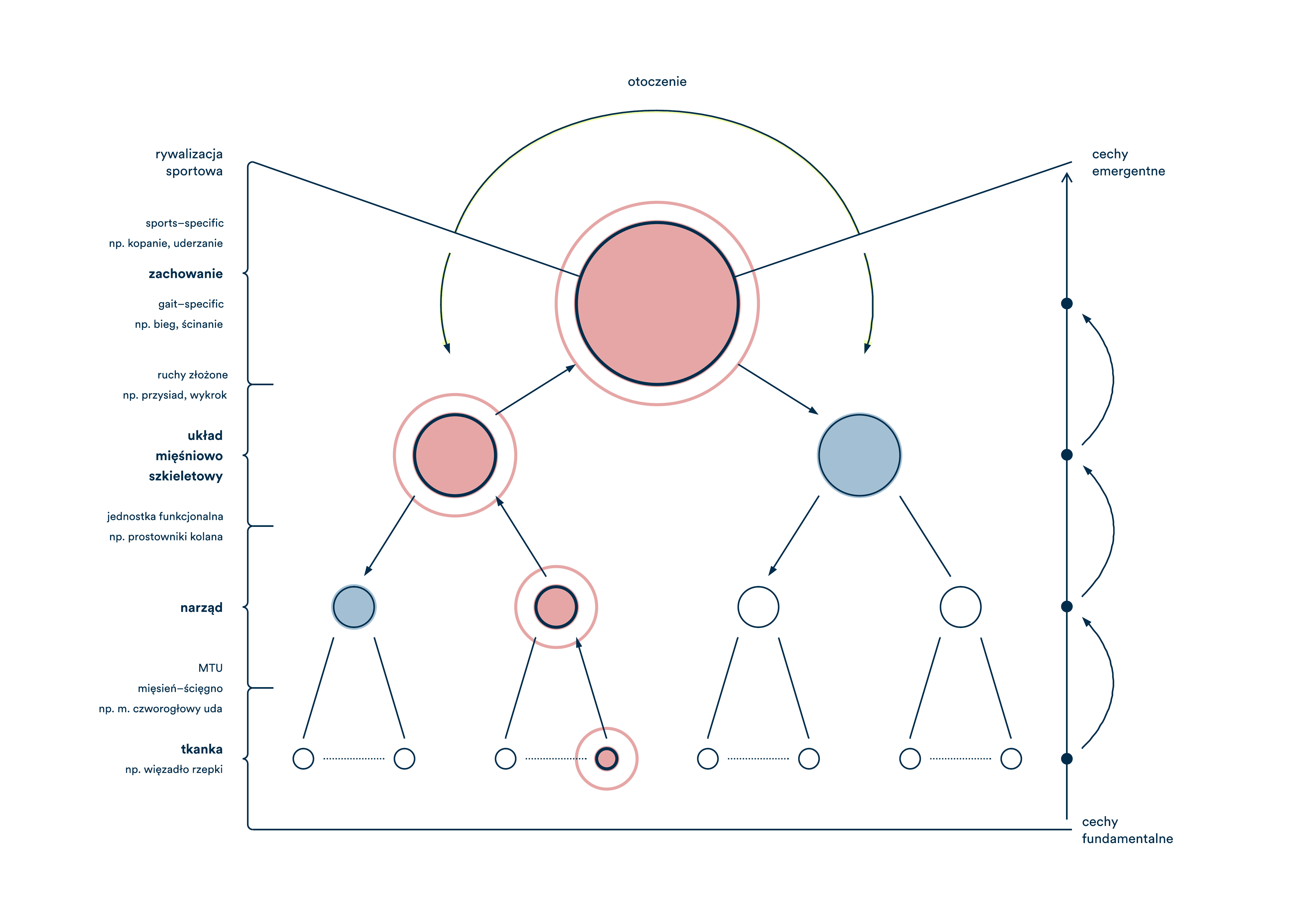 Diagram 2. Hierarchia informacji w obrazowaniu narządu ruchu. Uraz tkanki, np. przeciążenie ścięgna (A) determinuje wydajność nerwowo–mięśniową jednostki MTU (B), która może zmieniać izolowaną funkcję stawu, np. powodować znaczący deficyt i asymetrię (C) i w końcu zmieniać optymalną biomechanikę ruchów złożonych (Compound Movements) w warunkach intensywnego obciążenia tj. ciężki przysiad czy manewr ścinania bocznego (D).